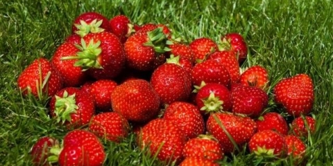 Najbolje sorte jagoda za moskovsku regiju: opis